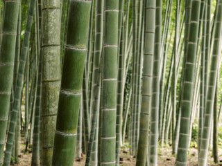 Obraz premium Lush green bamboo trees growing densely in a serene bamboo forest in Kamakura, Kanagawa, Japan