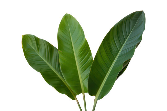 Three vibrant green tropical banana leaves with visible veins and textures, isolated on a white background, for botanical