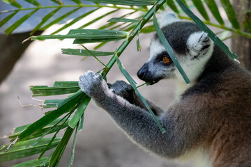 Fototapeta premium ring-tailed lemur holds and chews on green palm leaves, showcasing its bright orange eye, distinctive facial markings, and grey fur in a side-profile view.