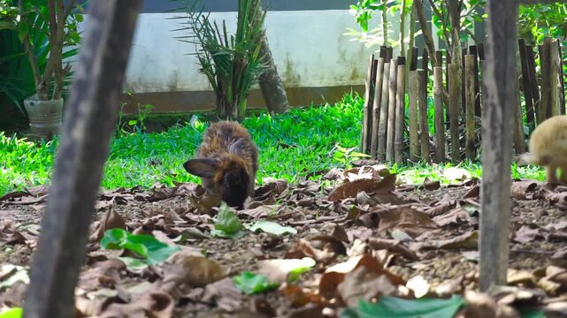 Two cute rabbits, one brown and one light tan, foraging for food in a garden with green grass and fallen leaves