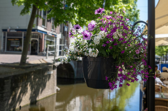Purple and white flowers over quiet Delft city centre canal with sunlit Dutch houses, Netherlands