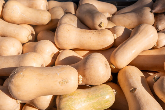Butternut squash pile closeup view, fresh vegetables background