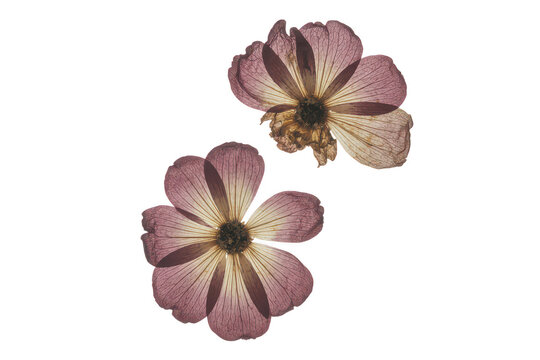 Two delicate, pressed purple flowers with visible veins and textures, arranged symmetrically and isolated on a solid black background