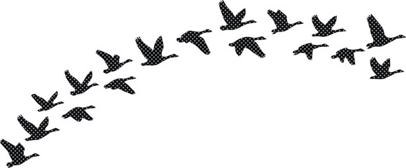 Flying geese vector silhouette, a flock of birds in V-formation, black waterfowl migration, dynamic wildlife illustration for nature and travel designs © Farzana