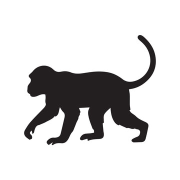 vector illustration of a silhouette of a monkey
