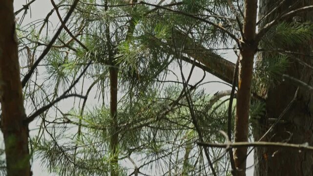  Fluffy red squirrel with gray tail climbing pine tree trunk