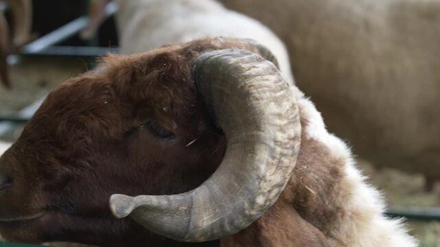 Horned Awassi Ram In Farm Pen