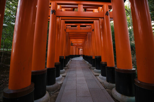Kyoto, Japan - 12 November 2025: View of the iconic vermilion torii gates at Fushimi Inari Taisha, creating a vibrant tunnel path through the forest in Kyoto, Japan.