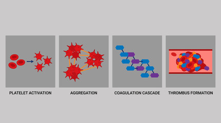 Platelet Activation Aggregation Coagulation Cascade Thrombus Formation © Bima
