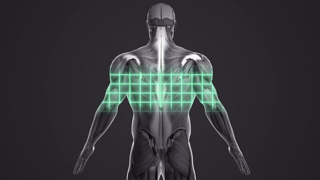 Posterior Skeletal Muscle Scanning System