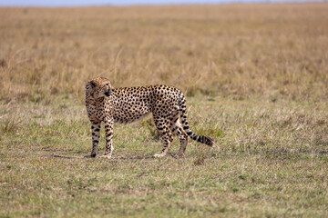 Adult cheetah stands in open savannah grassland and looks to the side - Masai Mara National Reserve, Kenya, African wildlife safari photography © TheStorygrapher