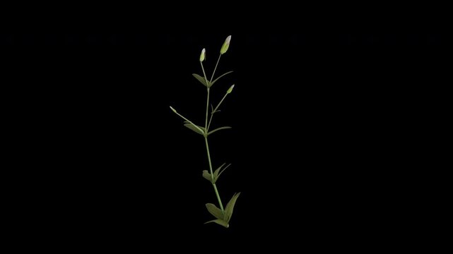 Field Chickweed Plant Swaying in Wind Loop Animation with Alpha Channel. Wind Blows The Meadow Chickweed Flowering Plant. Cerastium Arvense Plant Leaves Swaying. Animated Plant Branches Moving in Bree