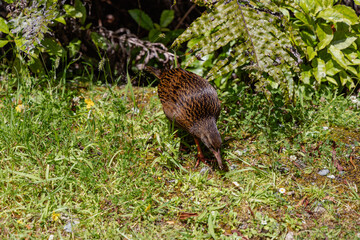 Fototapeta premium Brown Flightless Bird Foraging Among Green Vegetation