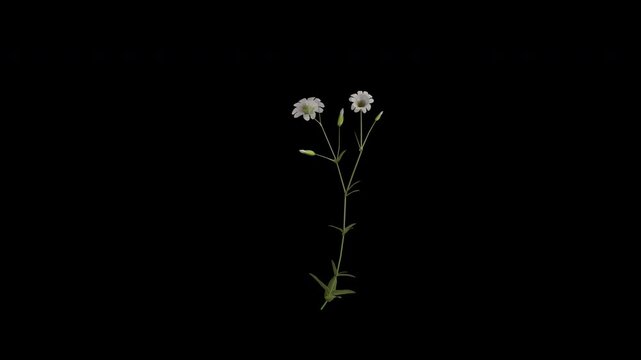 Field Chickweed Plant Swaying in Wind Loop Animation with Alpha Channel. Wind Blows The Meadow Chickweed Flowering Plant. Cerastium Arvense Plant Leaves Swaying. Animated Plant Branches Moving in Bree