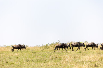 Naklejka premium Small group of blue wildebeest walks across savannah grassland - Masai Mara National Reserve, Kenya, African wildlife safari photography