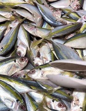 small fresh fish on ice footage