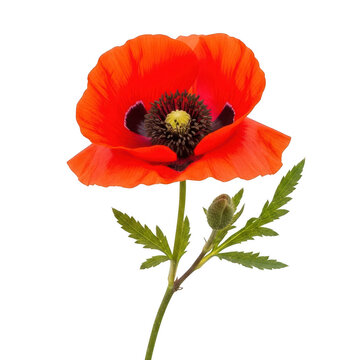 Red poppy flower with green stem and leaves isolated on transparent background