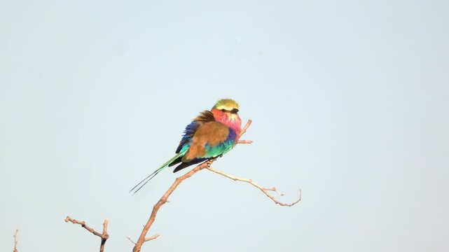 a lilac-breasted roller looks at the camera near ombika waterhole of etosha national park in namibia