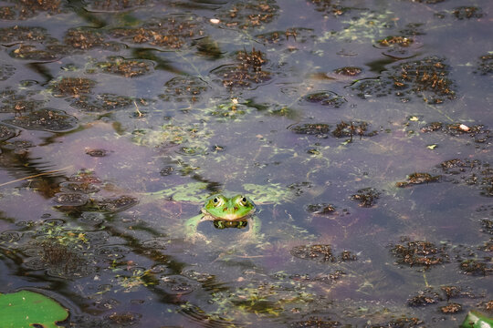 Large frogs in the water of a lake