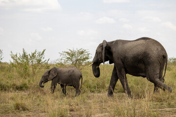 Obraz premium Adult African bush elephant walks with a calf through savannah scrub - Masai Mara National Reserve, Kenya, African wildlife safari photography