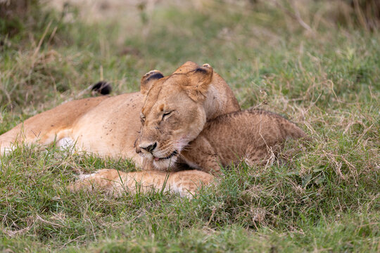 Lioness rests her head on her paws while a cub nestles against her side - Masai Mara National Reserve, Kenya, African wildlife safari photography