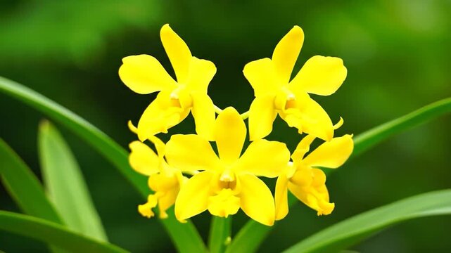 Vibrant yellow orchid flowers bloom in a lush green garden