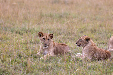 Naklejka premium Two young African lions rest in savannah grass - Masai Mara National Reserve, Kenya, African wildlife safari photography