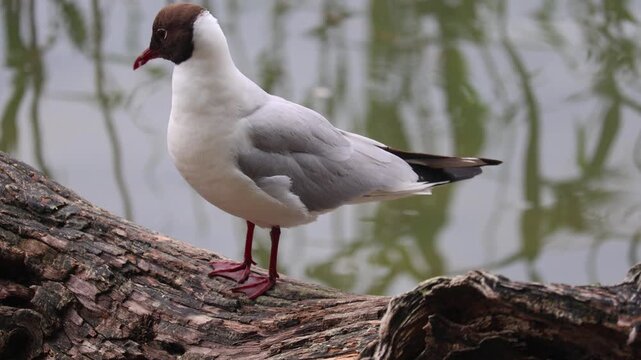 Close-up view of a seagull standing calmly on a small rock near the ocean. Detailed wildlife shot showing the texture of feathers and the natural coastal habitat with soft sea background.