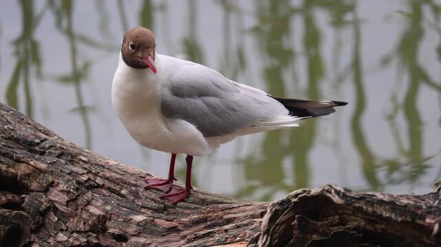 Close-up view of a seagull standing calmly on a small rock near the ocean. Detailed wildlife shot showing the texture of feathers and the natural coastal habitat with soft sea background.