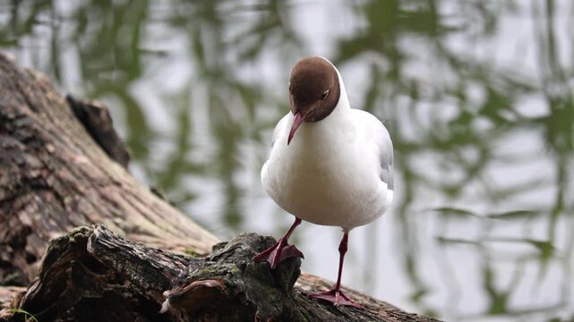 Close-up view of a seagull standing calmly on a small rock near the ocean. Detailed wildlife shot showing the texture of feathers and the natural coastal habitat with soft sea background.