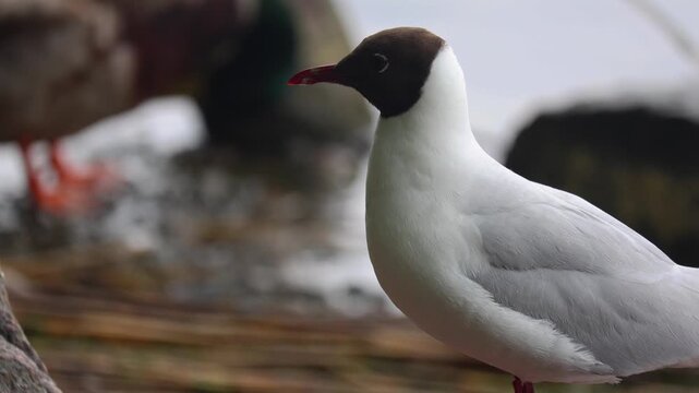 Close-up view of a seagull standing calmly on a small rock near the ocean. Detailed wildlife shot showing the texture of feathers and the natural coastal habitat with soft sea background.