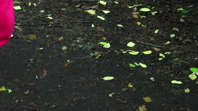 A squirrel eats seeds from a person's hand. Unspoiled nature and squirrel in the forest