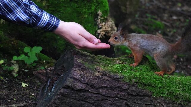 A squirrel eats seeds from a person's hand. Unspoiled nature and squirrel in the forest