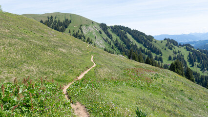 Obraz premium Hiking between Hochgrat Ridge and Rindalphorn - Scenic Alpine Landscape in Nagelfluhkette Bavaria