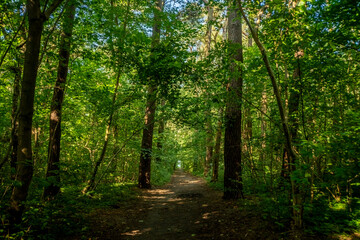 Fototapeta premium A narrow path through dense thickets. Tall trees in a summer forest. A trail for hiking in nature.