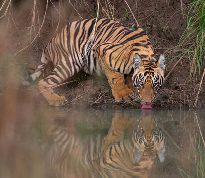 Royal Bengal tiger resting and drinking water in the jungle. Close up, selective focus