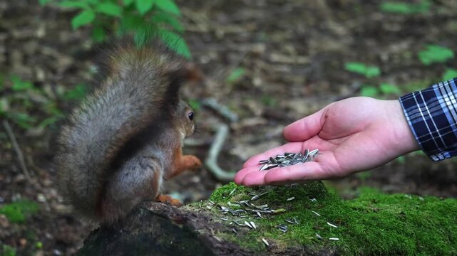 A squirrel eats seeds from a person's hand. Unspoiled nature and squirrel in the forest