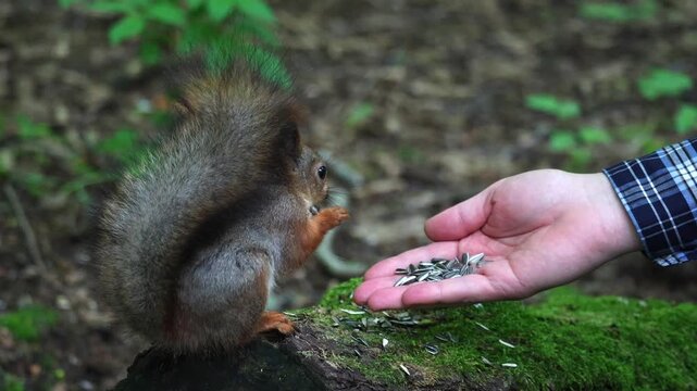 A squirrel eats seeds from a person's hand. Unspoiled nature and squirrel in the forest