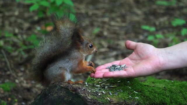 A squirrel eats seeds from a person's hand. Unspoiled nature and squirrel in the forest