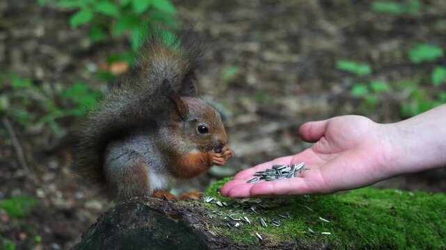 A squirrel eats seeds from a person's hand. Unspoiled nature and squirrel in the forest