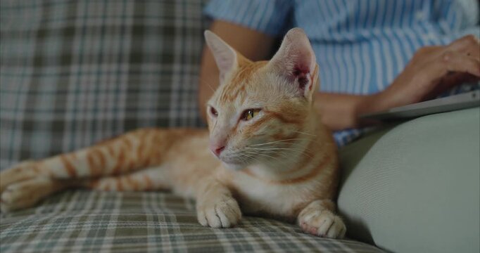 Close-up. Hand of Asian woman sitting on sofa using computer as a orange cat lounges nearby. 