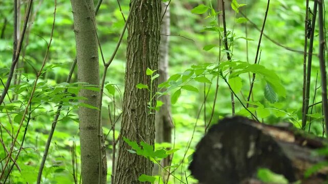 Great spotted woodpecker jumps in the forest and looks for insects