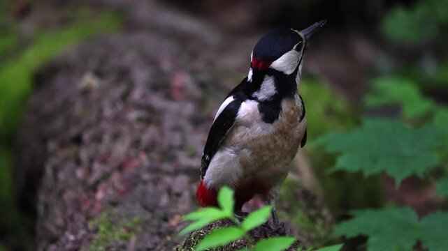 Great spotted woodpecker jumps in the forest and looks for insects