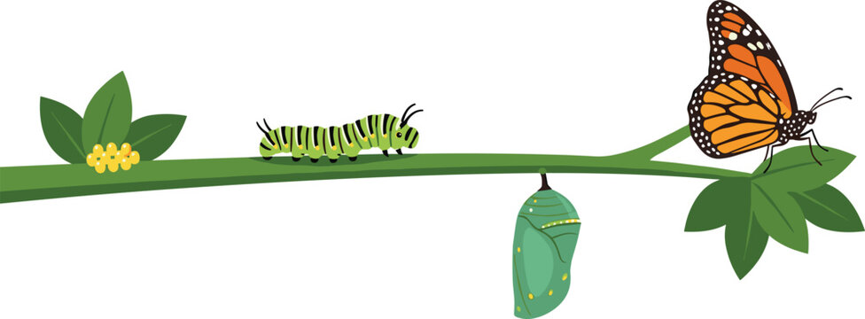 Educational Biology Illustration of Butterfly Growth Stages From Tiny Leaf Eggs to Monarch Caterpillar Hanging Pupa and Fully Developed Winged Insect