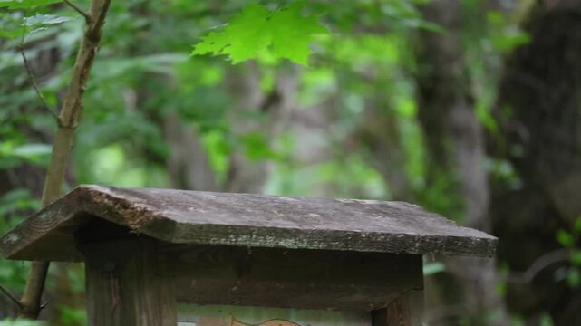 Great spotted woodpecker jumps in the forest and looks for insects.