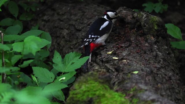 Great spotted woodpecker jumps in the forest and looks for insects.