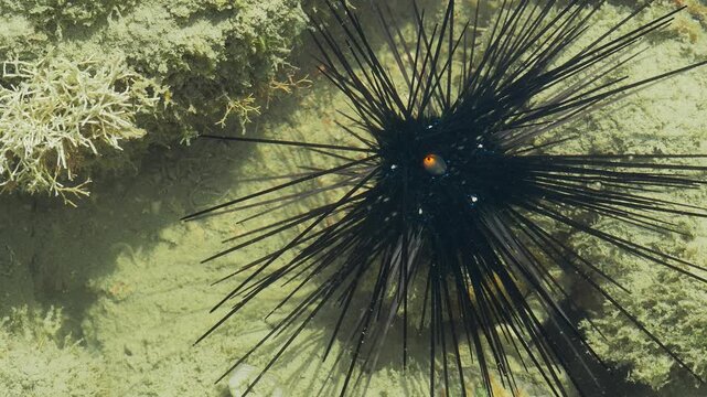 Sea Urchin Crawling Across Shallow Tropical Tide Pool Seabed