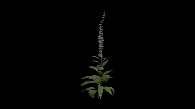 Foxglove Plant Swaying in Wind Loop Animation with Alpha Channel. Wind Blows The Common Foxglove Flowering Plant. Digitalis Purpurea Plant Leaves Swaying. Animated Plant Branches Moving in Breeze. Tra