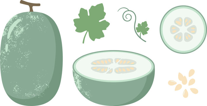 Ash Gourd Vector Set Featuring Whole Winter Melon Half Cut Slice Green Leaves Vine Tendril and Seeds for Organic Food Graphic Designs