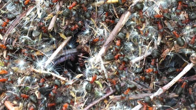 Large ants working in the morning at dawn close-up